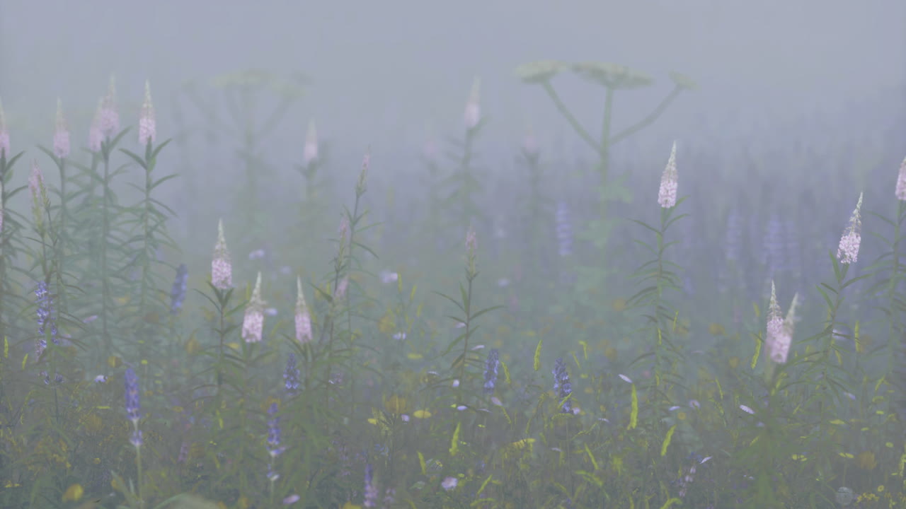 Fog envelops wildflowers in a serene meadow at dawn