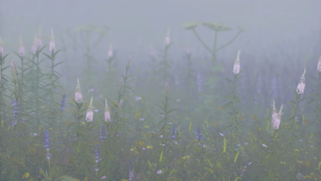 fog envelops wildflowers in a serene meadow at dawn
