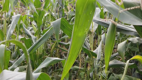 Walking-through-corn-maze-at-sunset