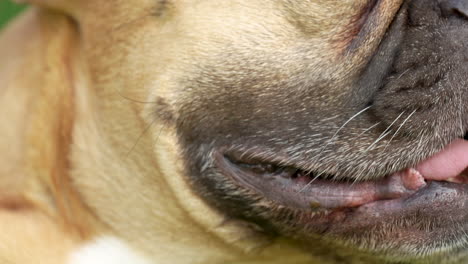 perro bulldog francés marrón boca de primer plano respirando con la lengua afuera