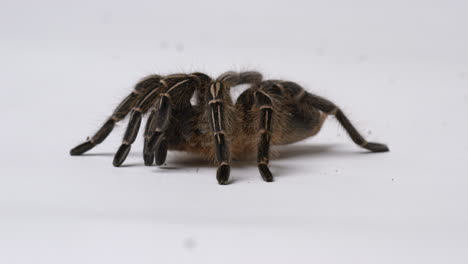 Salmon-Pink-Bird-eater-Tarantula-brings-legs-in---isolated-on-white-background