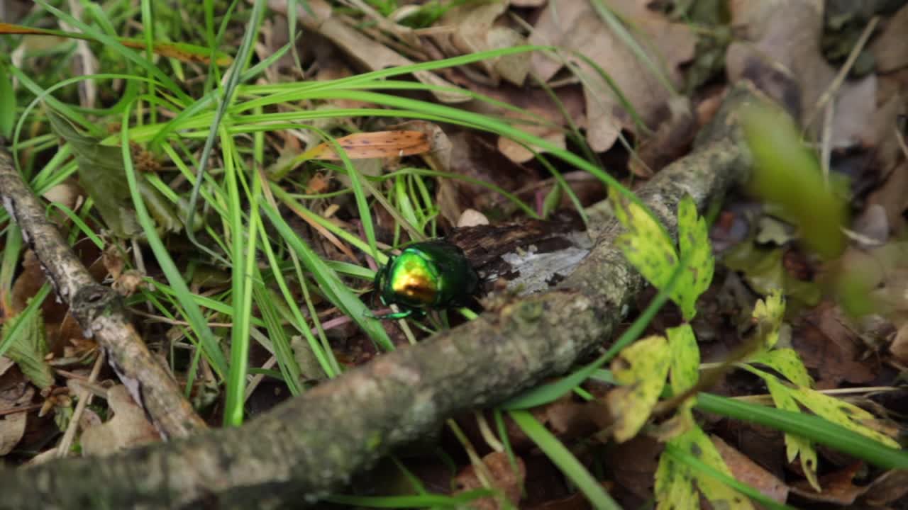 다양한 색상의 숲 잔디에 있는 도그베인 잎벌레의 트럭 오른쪽 높은 각도 클로즈업 샷