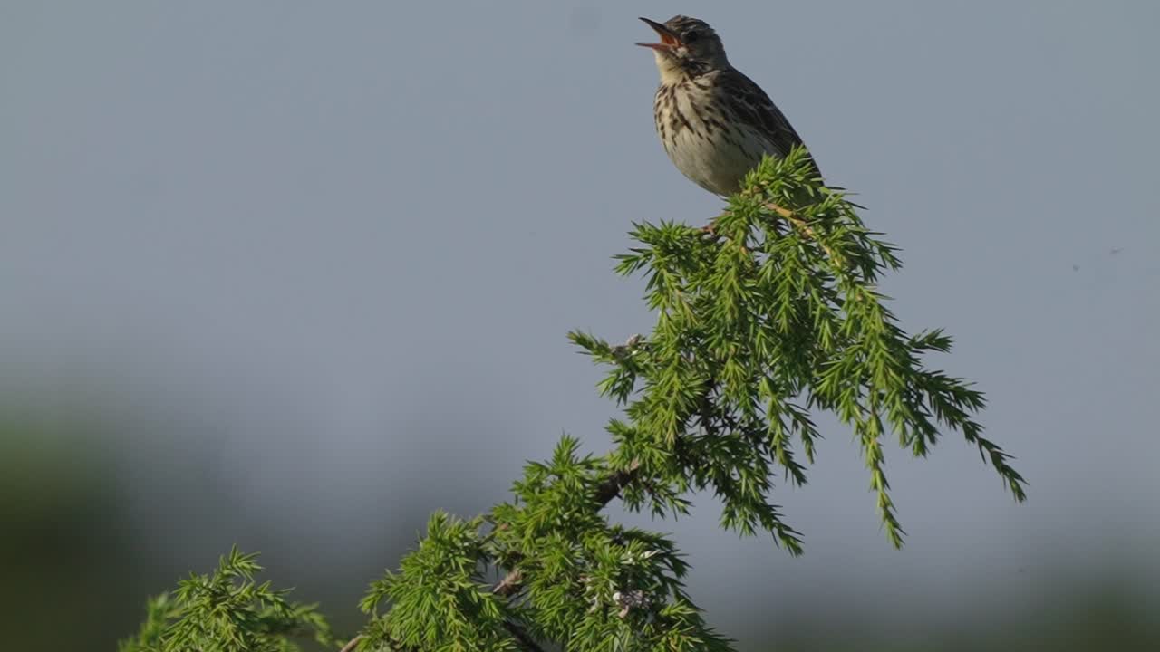 bokeh 배경에 대해 외치는 녹색 지점에 자리 잡은 여성 stonechat