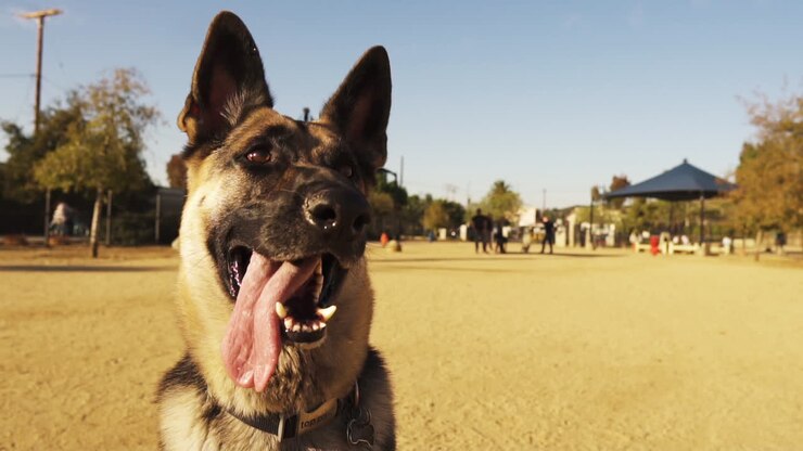 Cane pastore tedesco obbediente che aspetta istruzioni al Parco Cani di Whittier