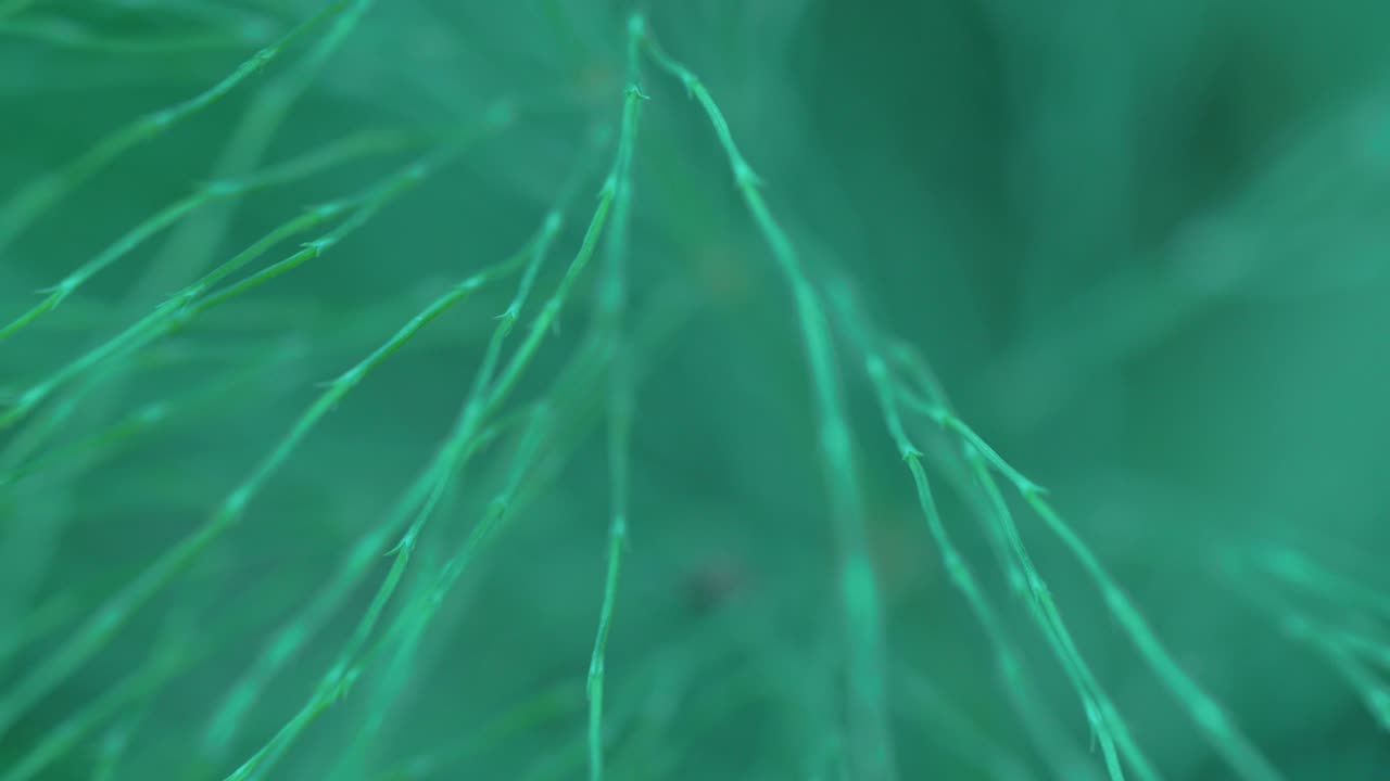 식물의 잎에 있는 작은 거미 4k fs700 odyssey 7q