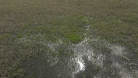 Die-Niedrige-Luftaufnahme-über-Der-Sumpfigen-Savanne-Spiegelt-Den-Bewölkten-Himmel-Im-Stillen-Dunklen-Wasser-Wider