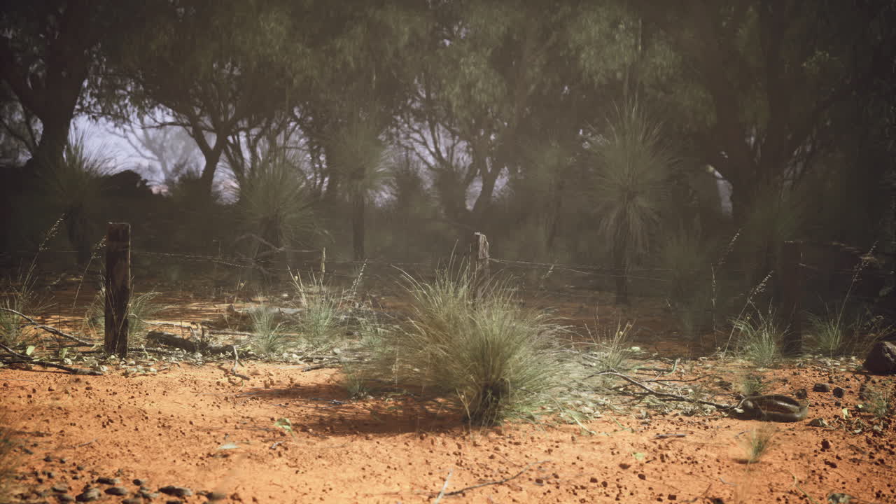 Landscape of australian outback with vibrant vegetation and red soil
