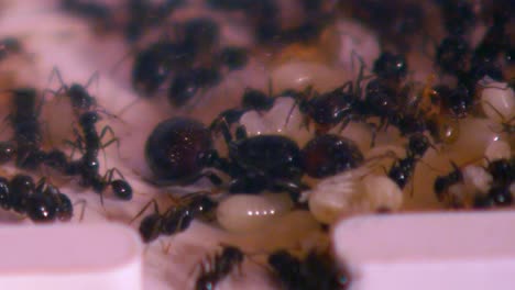 Ant-nest-in-formicarium-with-queen,-worker-ants,-eggs-and-larvas