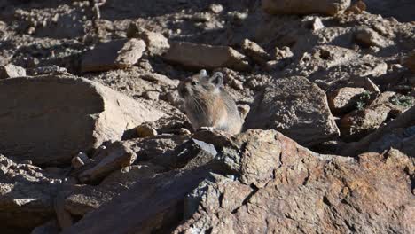 Himalayan-pika---Ochotona-himalayana-taking-Sunbath-in-winter