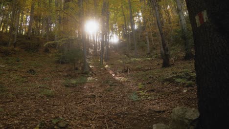 Panning-right-shot-of-sunbeams.
through-the-trees