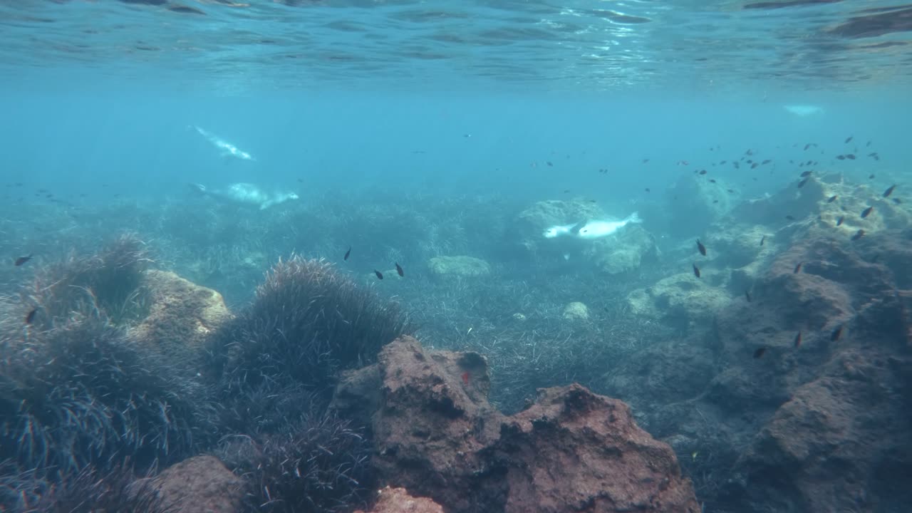 un grupo de focas monje nadando en el mar