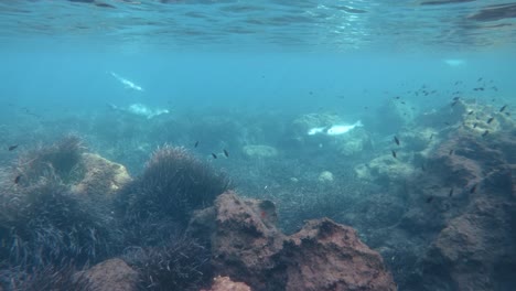 Eine-Gruppe-Von-Mönchsrobben,-Die-Im-Meer-Schwimmen