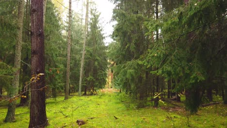 walking on mossy ground in beautiful landscape of conifer forest in fall