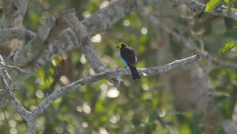 paradise tanagers sits on tree branch, masked tanager flies to nearby branch