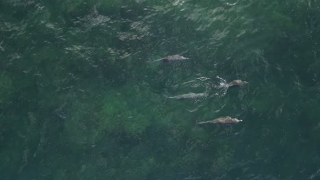 una foto aérea de un grupo de delfines nadando en el océano índico, australia occidental