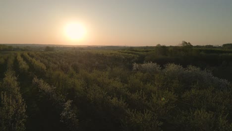 Sunrise-aerial-flight-over-apple-orchard-in-Northern-Poland