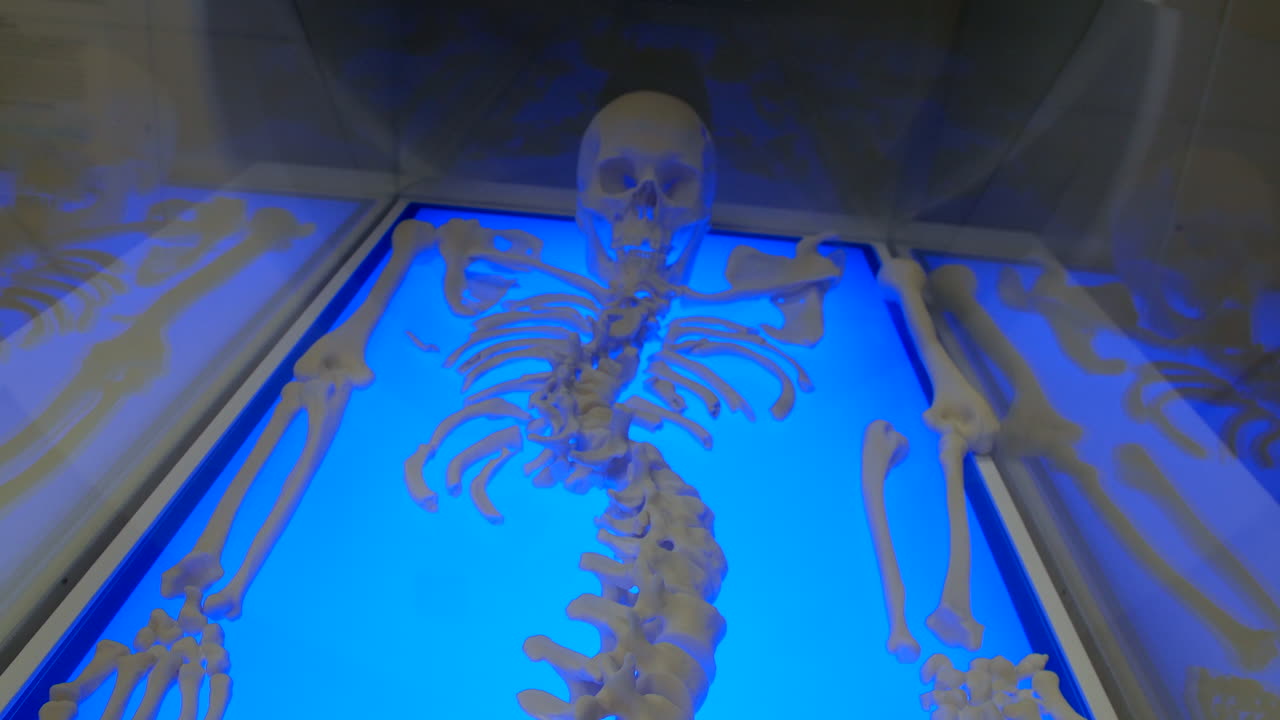 un modelo completo de esqueleto humano se muestra en una superficie iluminada de azul vibrante, con huesos cuidadosamente dispuestos