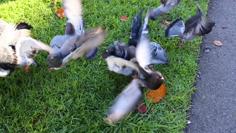 pigeons gather and eat bread on grass