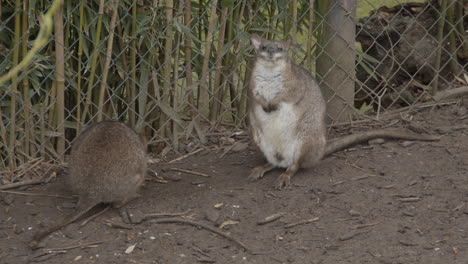 Dos-Wallaby-De-Cuello-Rojo-De-Pie-Cerca-De-La-Valla-En-El-Zoológico-De-Mascotas