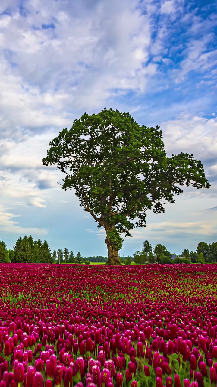 Timelapse of a solitary tree standing tall in a vibrant red flower field under moving clouds