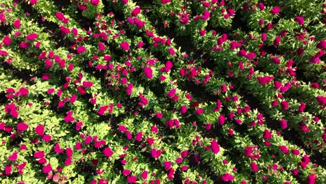 Aerial-footage-showing-the-full-extension-of-a-flower-field