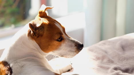 Close-up-shot-on-cute-Jack-Russell-terrier-basking-in-afternoon-sun