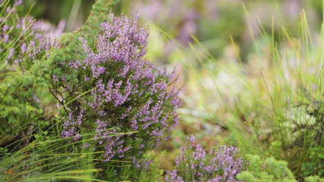 Delicate-pink-heather-bush,-green-spiky-grass-and-dwarf-evergreens-in-slow-motion-parallax-shot