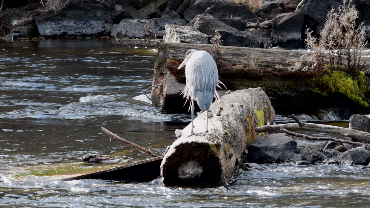 Great Blue Heron turning around on a log in the Deschutes River, Bend, Oregon