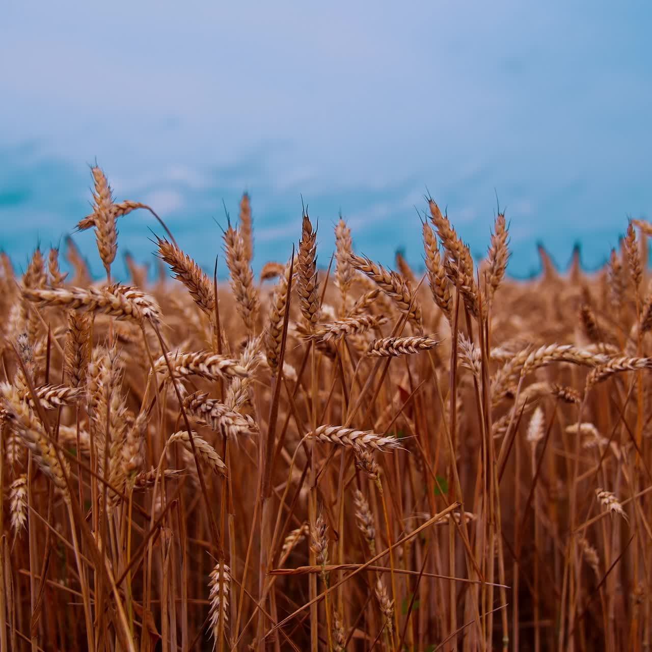 Harvest organic cultivation in field. Field of ripening wheat against blue sky