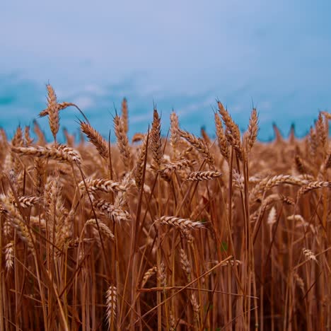 harvest organic cultivation in field. field of ripening wheat against blue sky