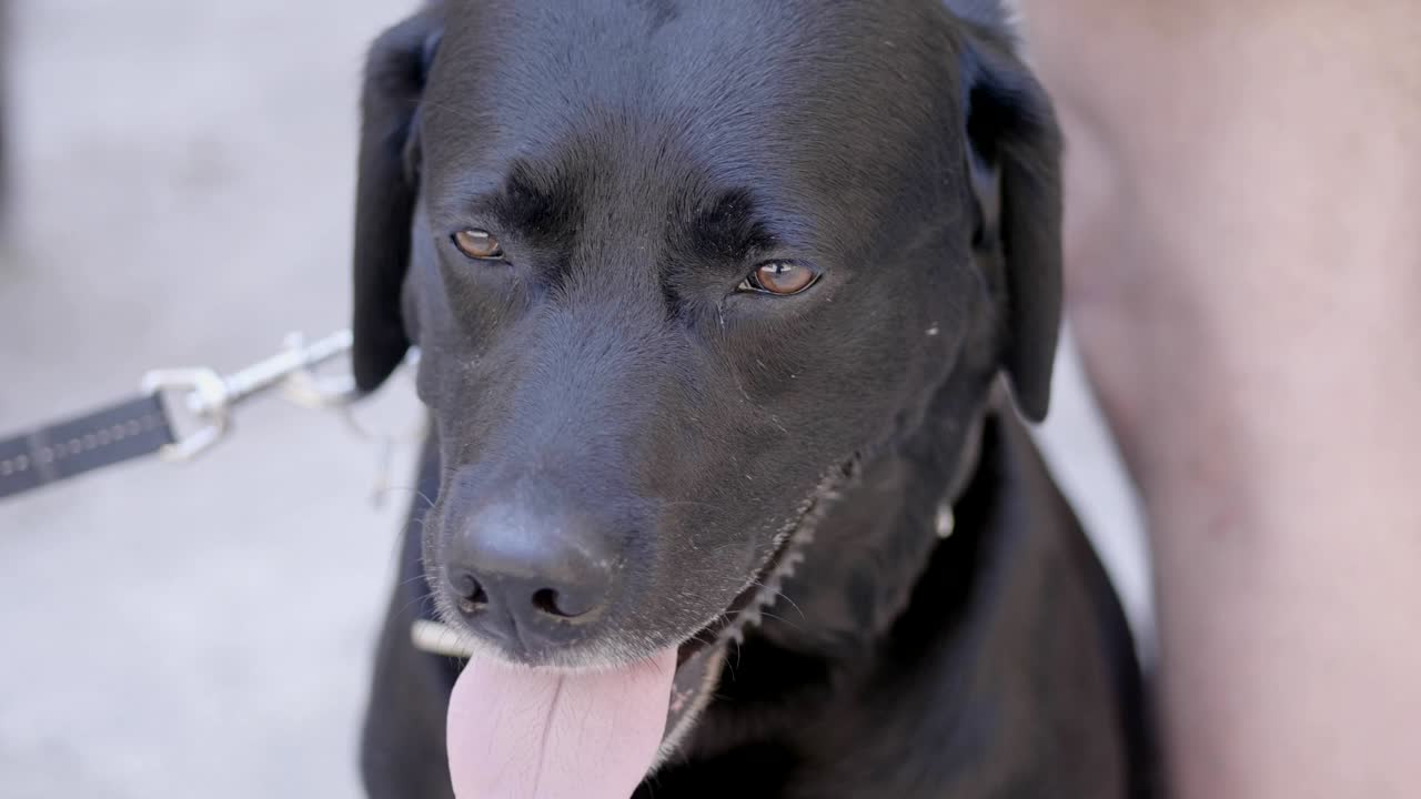 hermoso perro negro retrato de cerca