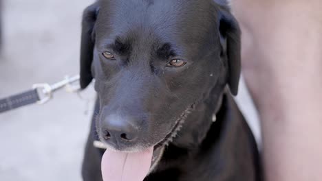 beautiful black dog- close up portrait