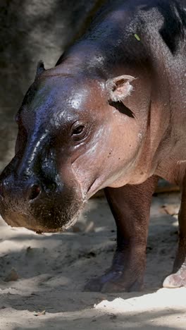 hippo walking in a sandy enclosure