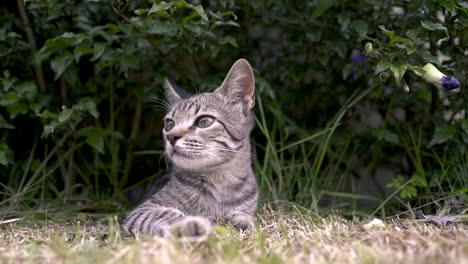 gato gris en cámara lenta tirado en la hierba jugando con hojas
