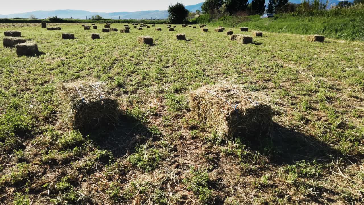 balas de paja de heno en el campo