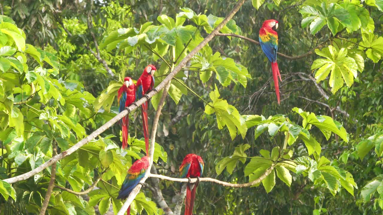Small Flock of Scarlet Macaws perched in the tree preening as they get the warm morning sunlight in Peruvian rain forest