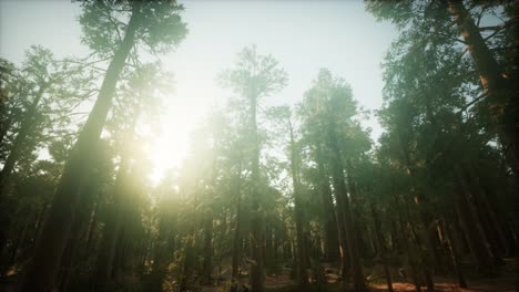 Redwood-Forest-Foggy-Sunset-Scenery