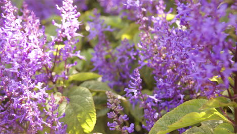 purple flowers blooming in garden with lush green leaves surrounding them