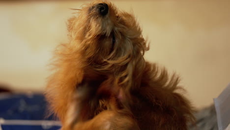 brown puppy scratching his body because there are many fleas in his fur