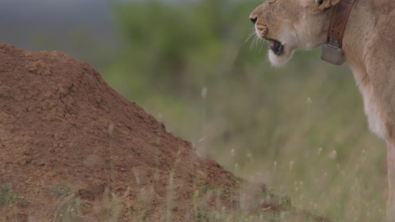 Lioness with Tracking Collar Panting in African Savanna