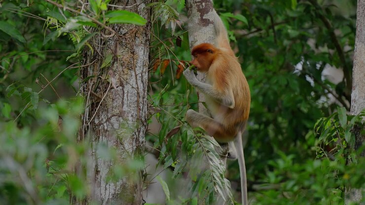 Proboscis Monkey in the Rainforest