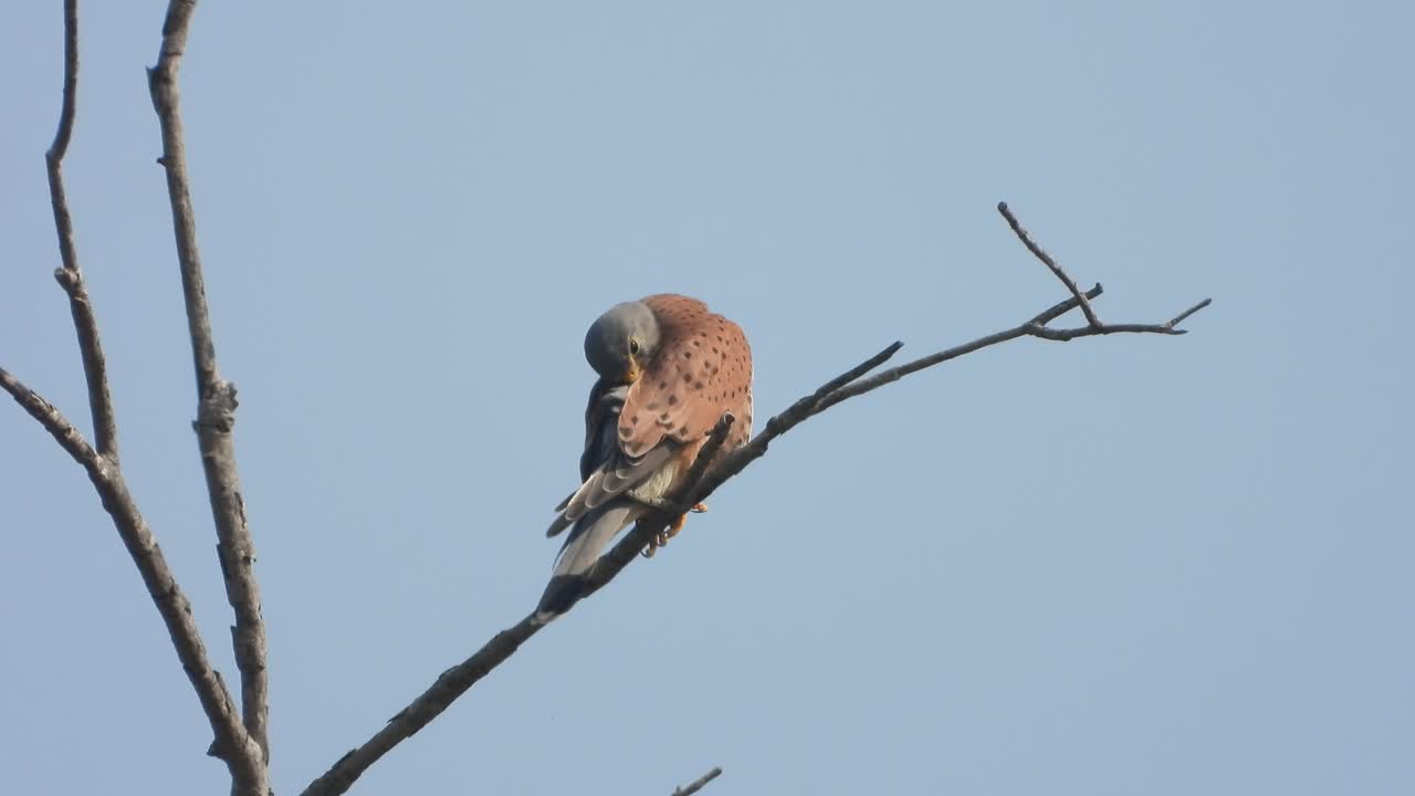 águila relajándose en el árbol