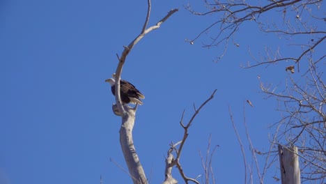 Las-águilas-Calvas-Americanas-Descansan-Sobre-La-Rama-De-Un-árbol-Capturadas-En-Cámara-Lenta-Mientras-La-Cámara-Se-Desliza-Y-Gira