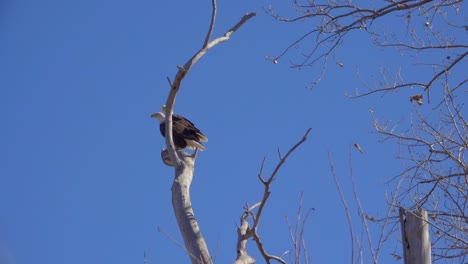 American-bald-eagles-rest-on-a-tree-branch-capture-in-slow-motion-while-camera-slides-and-rotates-