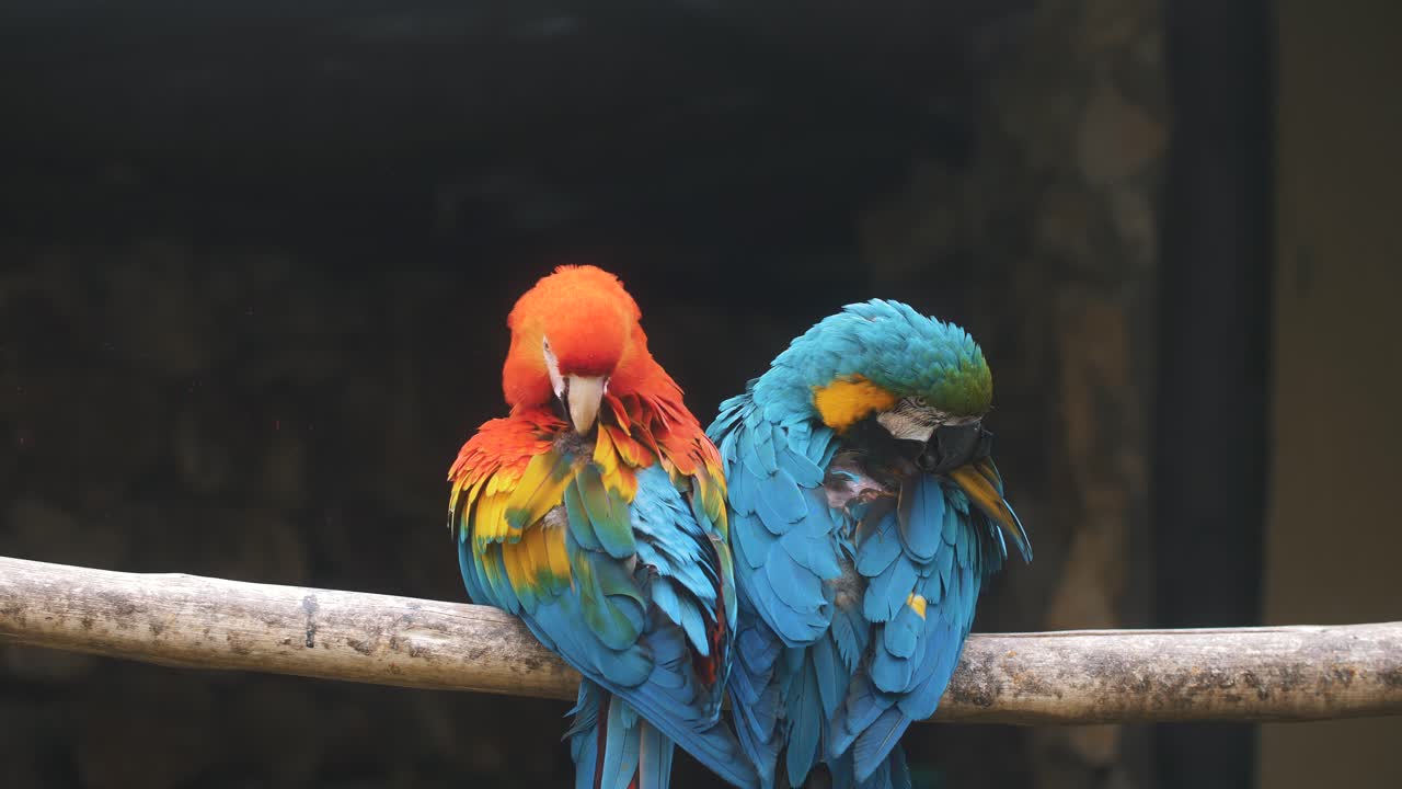 Close-up de um casal de araras coloridas em um galho de árvore se arrumando, cuidando das penas - câmera lenta
