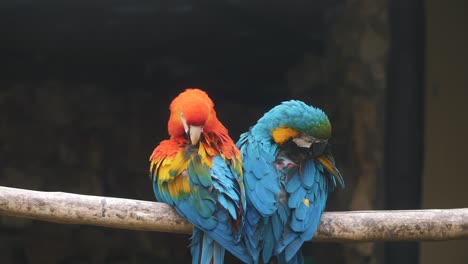 close up of a couple of colorful macaw parrots on a tree branch grooming, preening - slow motion