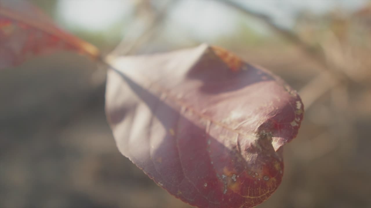 슬로우 모션, 부드러운 카메라 움직임, 얕은 심도, 몽환적인 푸티지에서 빨간색, 오래된 잎의 낭만적인 클로즈업