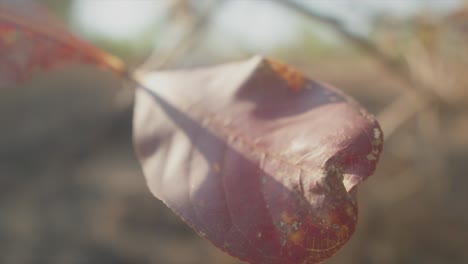 romantic close-up of red, old leaf in slow-motion, smooth camera movement, shallow depth of field, dreamy footage