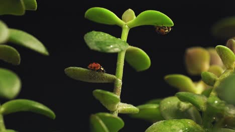 Cerrar-Dos-Mariquitas-Arrastrándose-Sobre-La-Parte-Superior-De-La-Planta-Verde