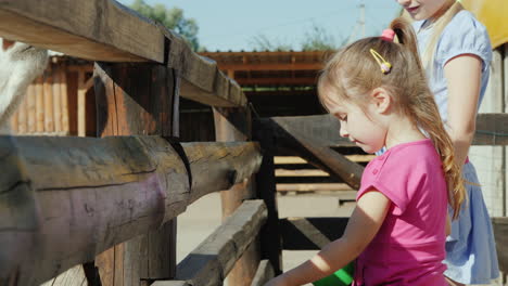 Two-Little-Girls-Feed-The-Animals-On-The-Farm-Give-Food-Through-The-Cracks-In-The-Fence-4k-Video